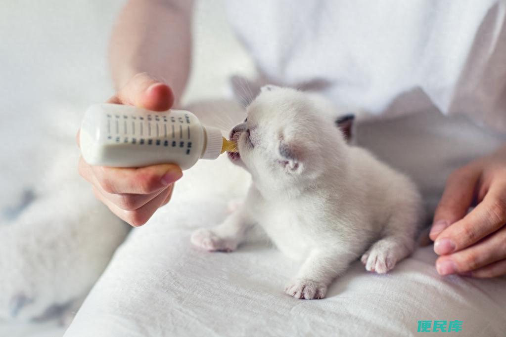 母猫怀孕多久生小猫（母猫怀孕有哪些需要注意的事项）