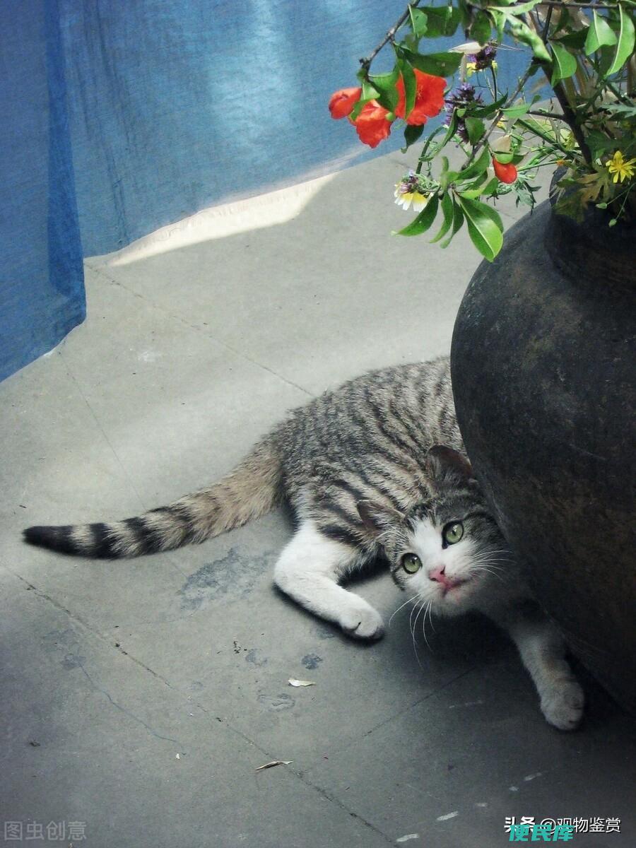 猫是什么时候传入中国的（十二生肖里为什么没有猫）