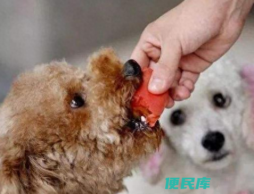狗能吃三文鱼吗（推荐10种适合狗狗吃的人食清单）