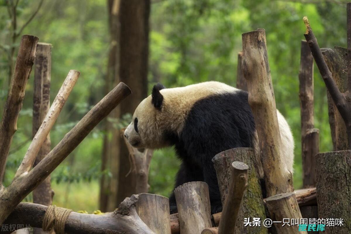 申请领养熊猫要什么条件（怎么才能养一只可爱的大熊猫）
