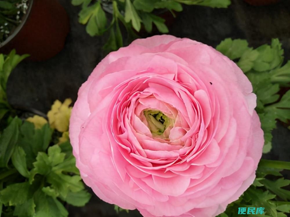 和牡丹花很像的花叫什么（花毛茛养护的要点有哪些）