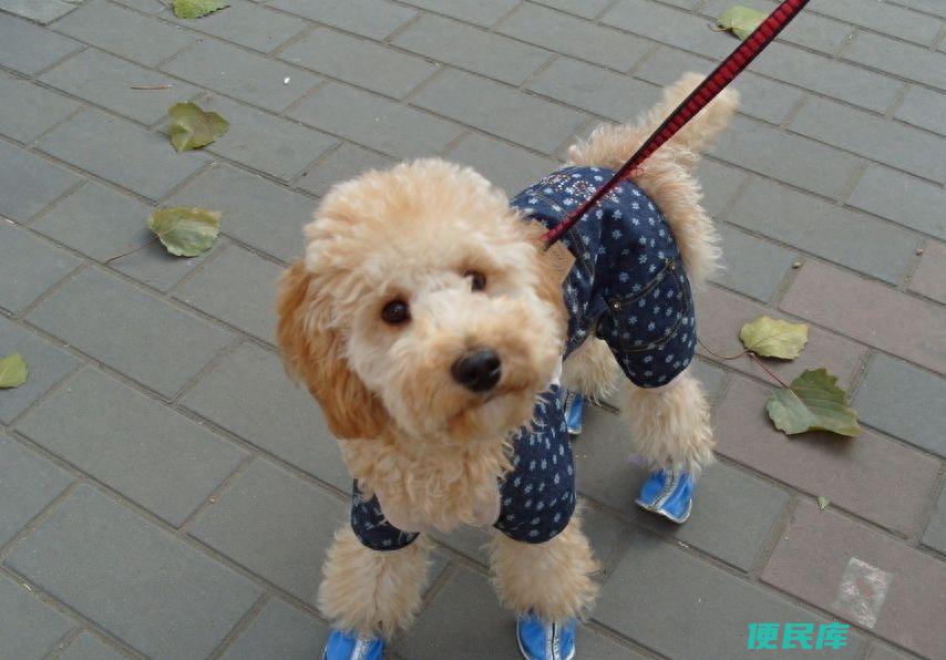 贵宾犬聪明到什么程度（贵宾犬有哪些优点深受宠主喜爱）