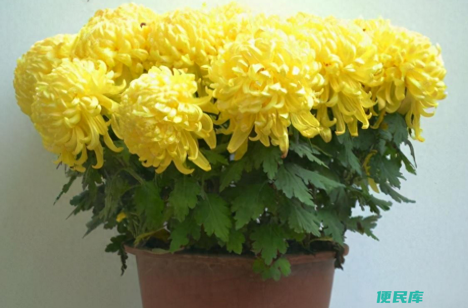 菊花一年开几次花（怎么做才能让菊花变成勤花的植物）