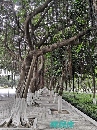 不进土壤发芽的树种（不落地发芽的树种）