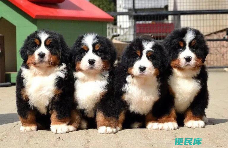 伯恩山不适合养（伯恩山不适合养的原因）
