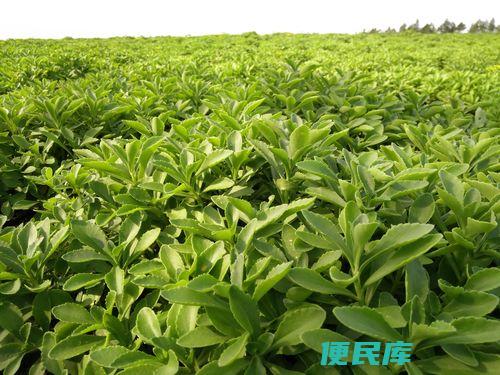 养心菜的种植时间和方法（养心菜的最佳种植时间和栽培方法）