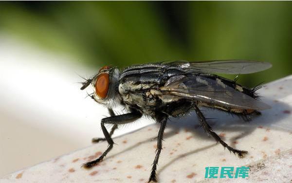 大苍蝇进家有预兆吗（大苍蝇进屋是否有特殊寓意）