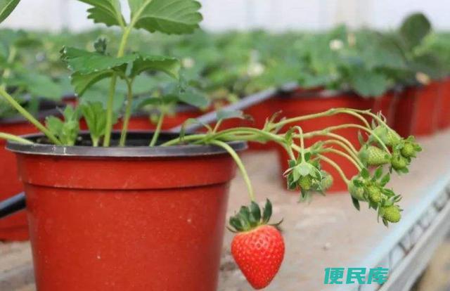 家种草莓用什么当肥料（家庭种植草莓应选择何种肥料）