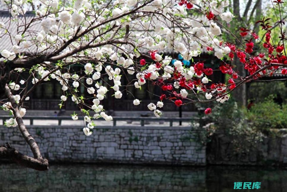 一树梨花压海棠的意思（一树梨花压海棠的作者是谁）