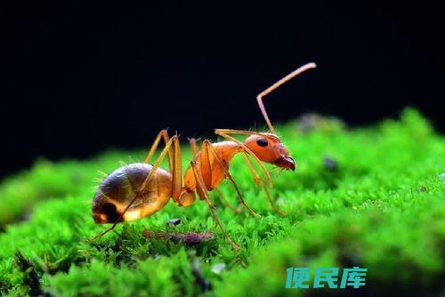 蚂蚁最怕什么东西（常见的能驱赶蚂蚁的物品或措施）