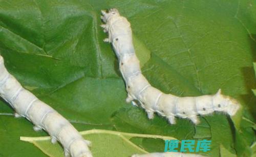 野蚕和家蚕的区别（野蚕和家蚕的特点对比）