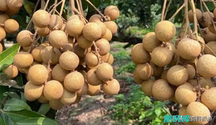 东莞特产有哪些好吃的（广东东莞十大特色美食推荐）