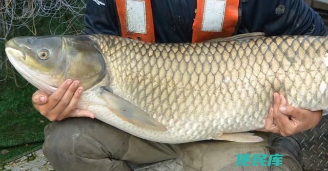 2.5号子线可钓大鱼（使用2.5号子线能钓到多大的鱼）