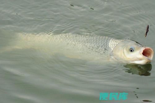 2号PE线可钓50斤鱼吗（2号PE线是否能钓到50斤的鱼）