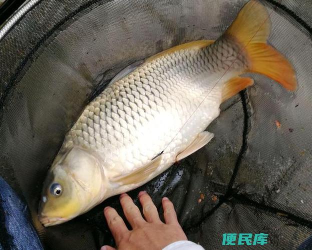 2号主线可钓大鱼 （使用2号主线能钓多大的鱼）