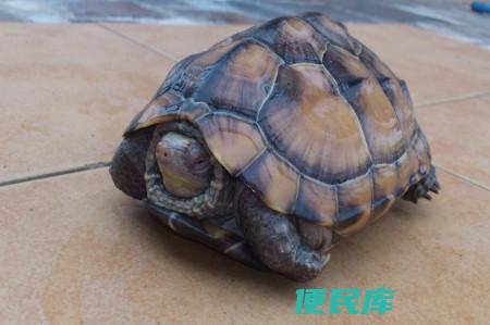 乌龟冬眠后何时进食（乌龟冬眠后多久可以开始进食）