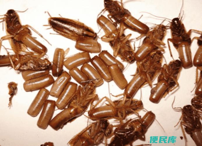 三种最有效的蟑螂克星（最有效的三种灭蟑方法）