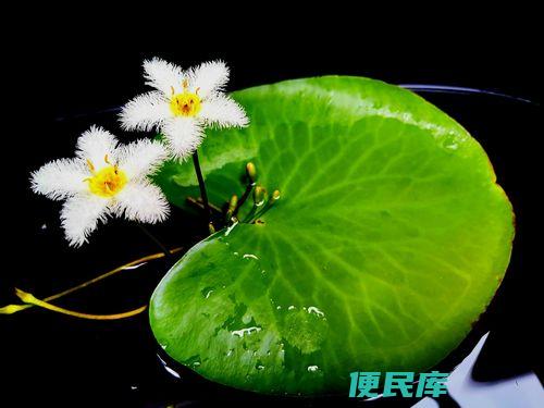 一叶莲养殖方法