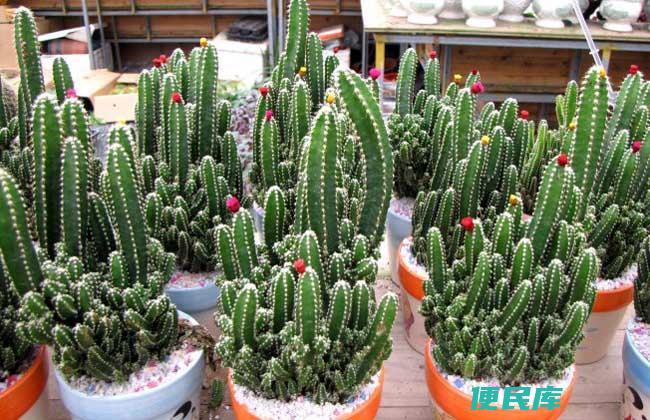 万重山的养殖方法和注意事项（打造成功的万重山养殖）