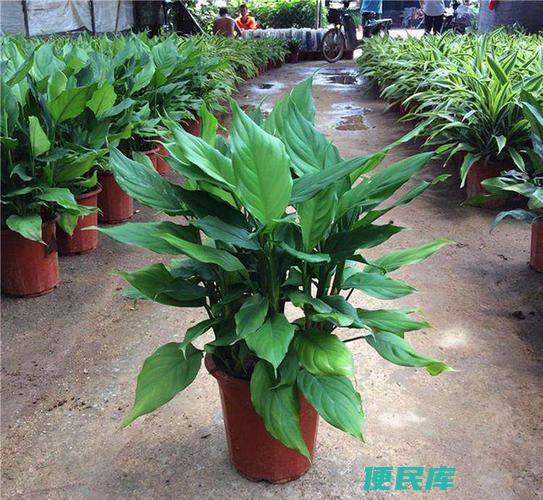 万年青的种植技巧（万年青的种植方法和养护技巧）