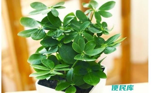 七叶莲的养殖方法（七叶莲的种植技巧和养护要点）