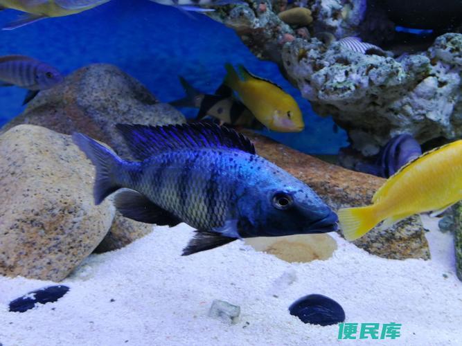 三湖慈鲷怎么养（养殖三湖慈鲷的技巧）