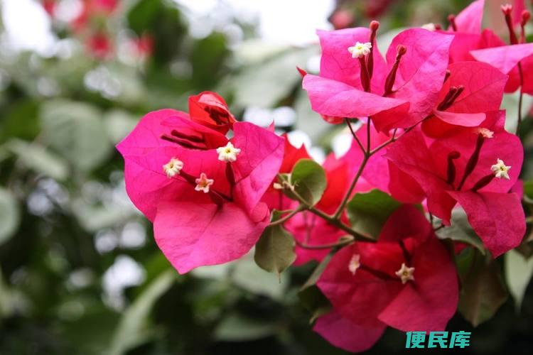 三角梅的养殖技巧（三角梅的种植和养护技巧）