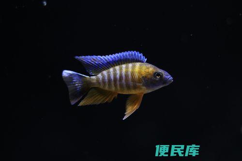 三湖慈鲷好养吗（养护三湖慈鲷的难易程度）