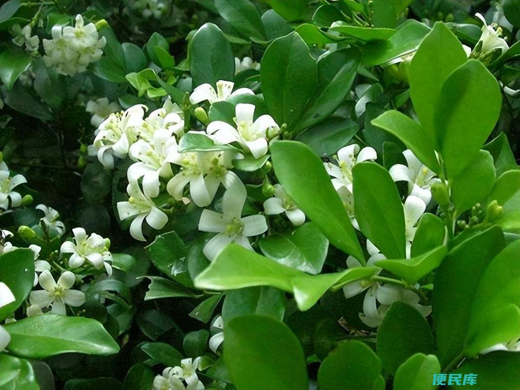 九里香好养吗（九里香的种植易养程度评估）