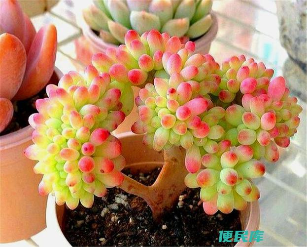 乙女心的养殖方法（乙女心的种植技巧和护理方法）