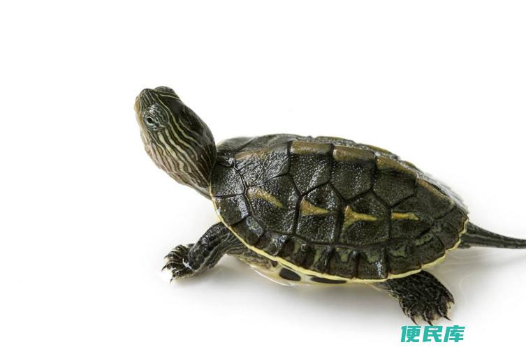乌龟的象征含义（探究乌龟的象征含义）