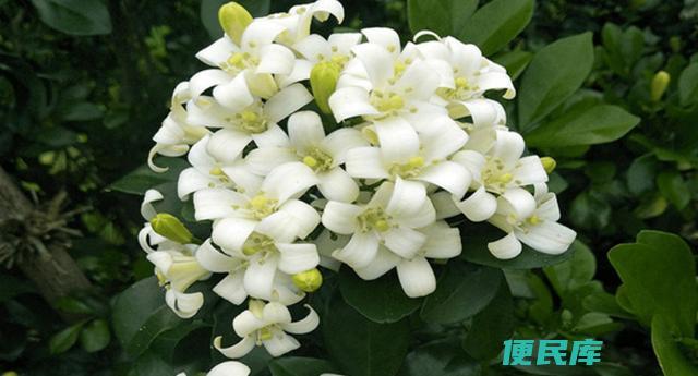 九里香怎么养（九里香的种植技巧和护理方法）