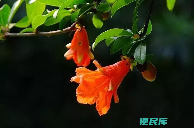 五月的美好寓意（探究五月的美好寓意）