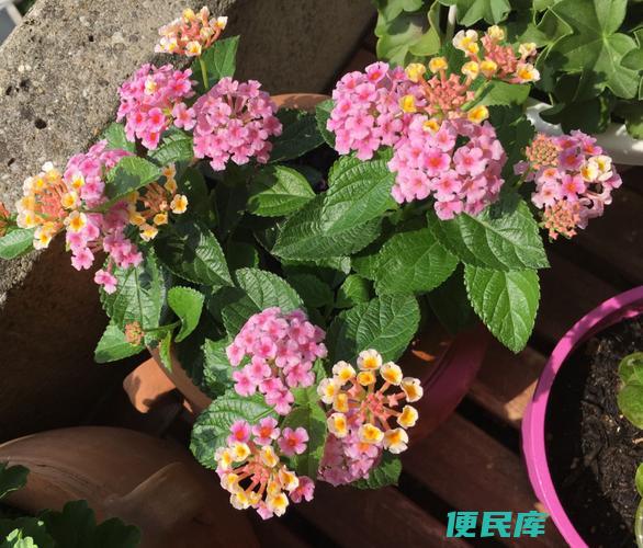 五色梅的养护技巧（五色梅的种植和养护要点）