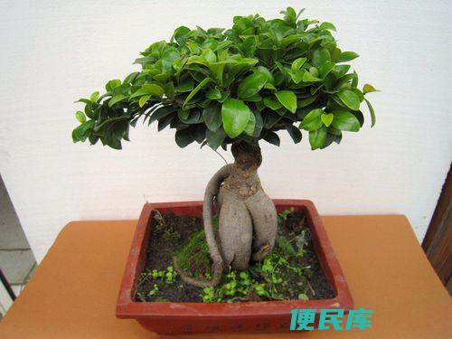 人参榕树盆景怎么养（打造出精美人参榕盆景的制作方法）