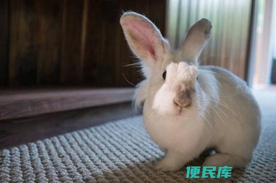 兔子养殖技术培训（兔子养殖技术培训的机构推荐）