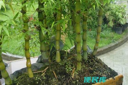 佛肚竹养殖方法（营造佛肚竹茁壮的养殖环境）