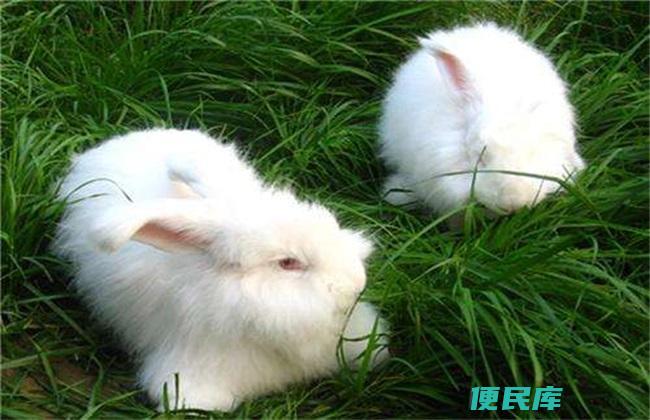 兔子怎么喂养（兔子的饲养指南）