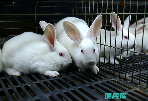 兔子好养殖吗（兔子养殖的难度和成本分析）