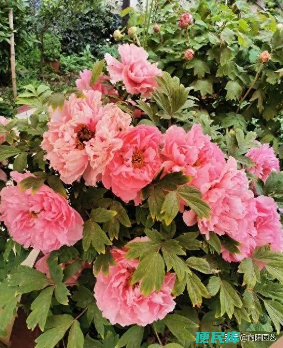 芍药花什么时候开（为什么建议芍药花和牡丹花一起栽呢）