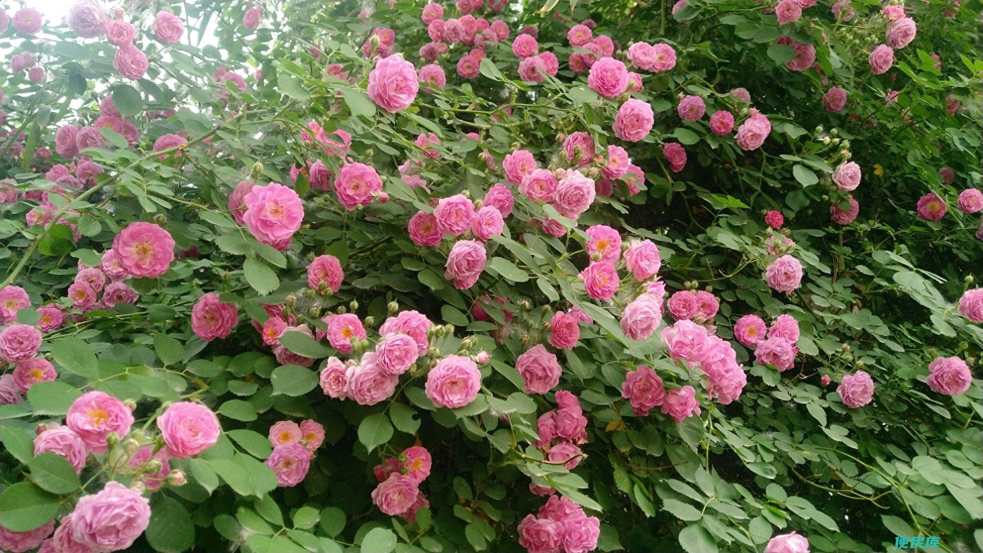 玫瑰和蔷薇的区别在哪里（怎么区分蔷薇月季和玫瑰呢）