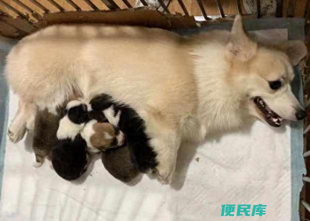 狗狗多大可以怀孕（狗狗的身体成熟和心理成熟时间）