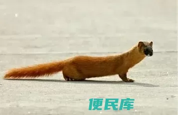 狼毫笔是什么动物毛（如何才能辨别狼毫笔的真假呢）