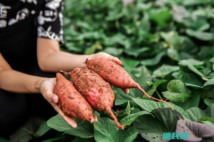 地瓜种植方法（地瓜的种植技巧与养护要点）