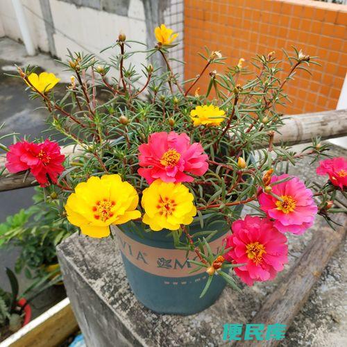 太阳花种植（太阳花的种植方法与管理技巧）
