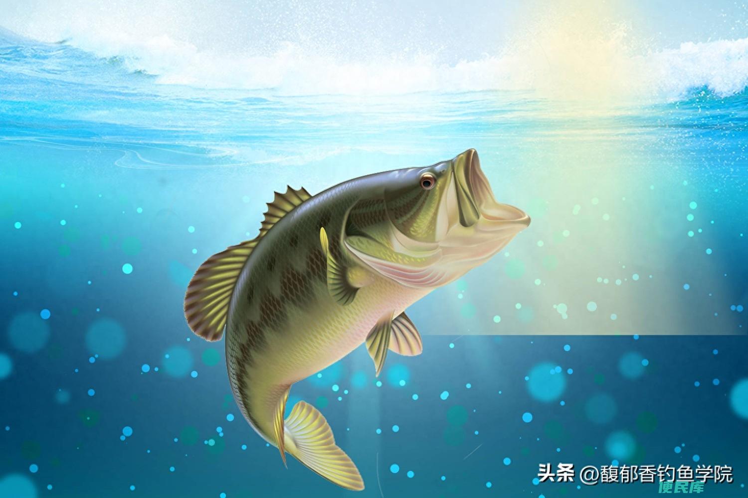 夏天钓鱼用什么味型饵料（夏季垂钓的五种香味鱼饵）