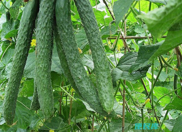 黄瓜种植方法（黄瓜的简易种植方法与养护）