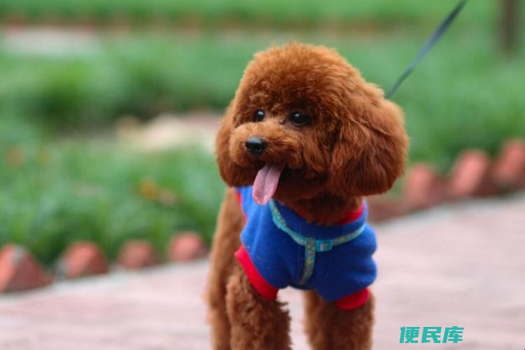 泰迪狗怎么剪毛好看（剪出漂亮泰迪狗毛发的方法）