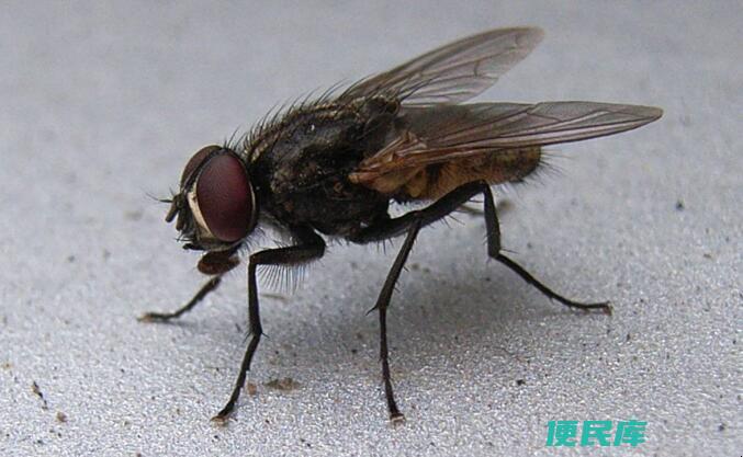 苍蝇怎么驱赶（驱赶苍蝇的有效方法）