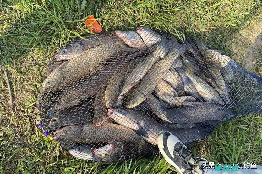 早上钓鱼钓深水还是浅水（夏季野钓钓浅水的四个时机）